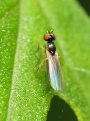 Mumetopia occipitalis