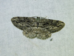 Boarmia phloeopa