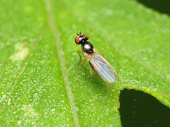 Mumetopia occipitalis