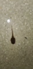 Osteopilus septentrionalis