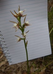 Prasophyllum odoratum