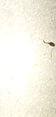 Osteopilus septentrionalis