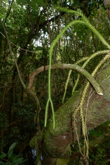 Phlegmariurus carinatus