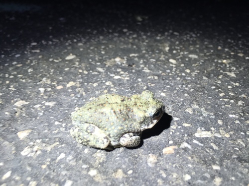 iNaturalist observation photo of Red-spotted Toad