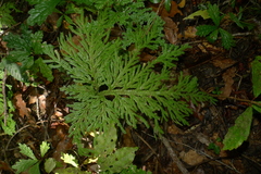 Selaginella hordeiformis