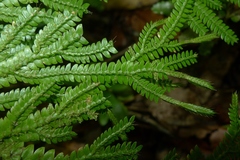 Selaginella hordeiformis