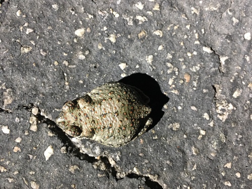 iNaturalist observation photo of Red-spotted Toad