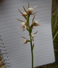 Prasophyllum odoratum