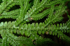 Selaginella hordeiformis