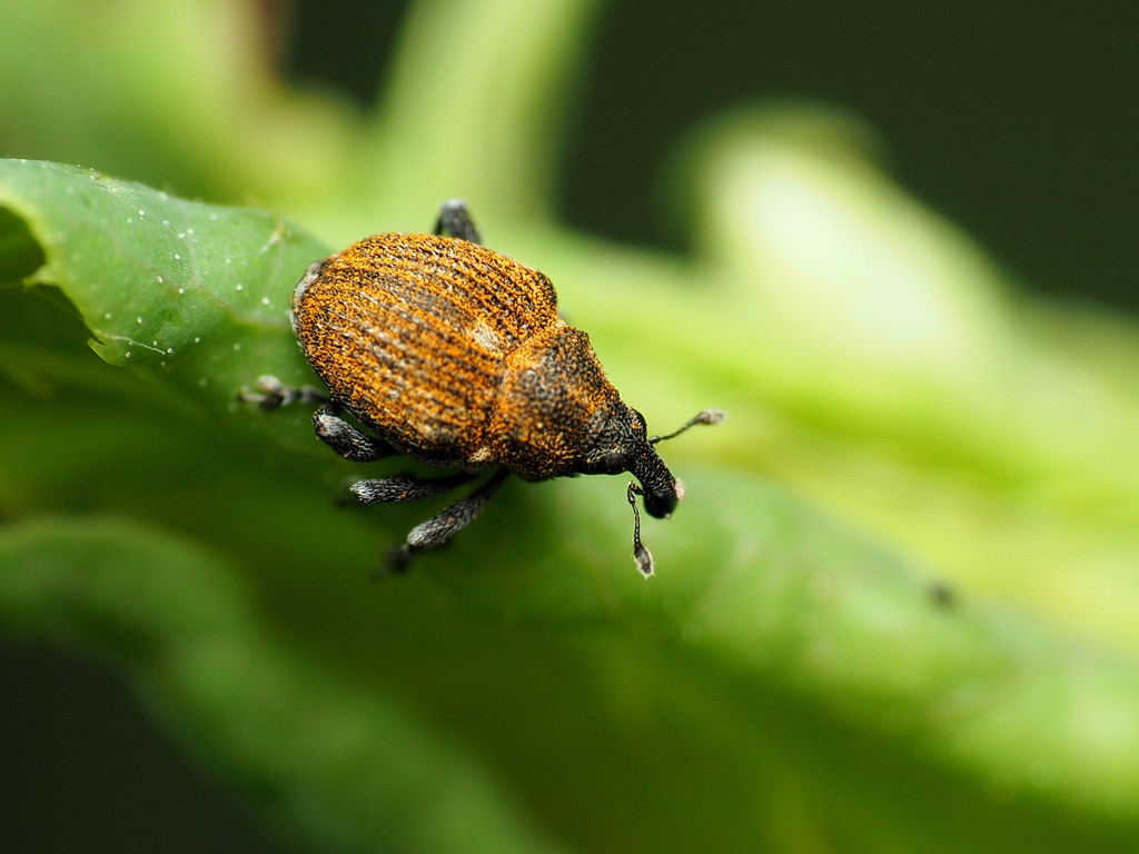 Mile-a-minute weevil