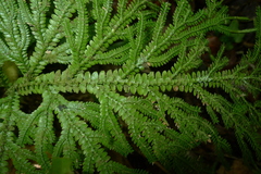 Selaginella hordeiformis