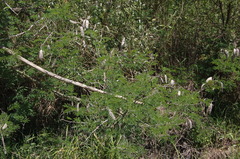 Senegalia bonariensis