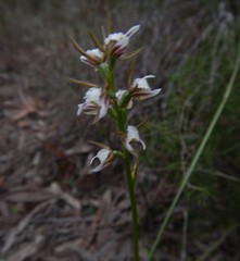 Prasophyllum odoratum