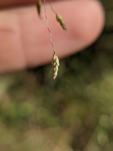 Image of Eragrostis trichodes by (c) Cleveland Powell, some rights reserved (CC BY)