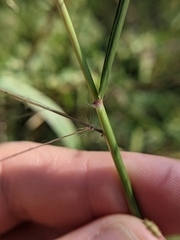 Eragrostis trichodes