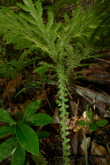 Selaginella hordeiformis