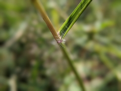Eragrostis trichodes