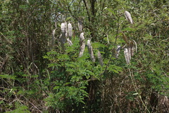 Senegalia bonariensis