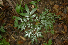 Ptisana attenuata