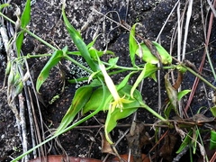 Lisianthius brevidentatus