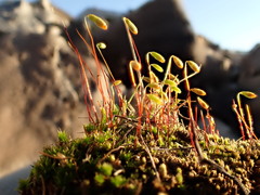 Ptychostomum creberrimum