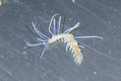 Amblyosyllis anae