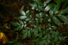 Ptisana attenuata