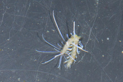 Amblyosyllis anae