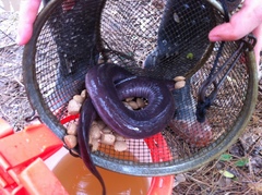 Amphiuma tridactylum