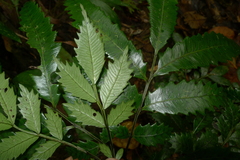 Ptisana attenuata