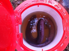 Amphiuma tridactylum