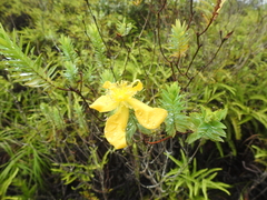 Hypericum terrae-firmae