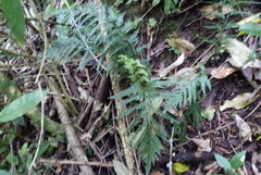 Asplenium appendiculatum
