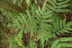 Pteris laevis