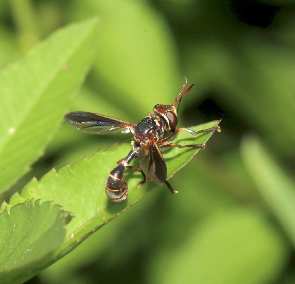 Physoconops excisus