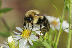 Bombus impatiens