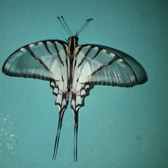 Protographium