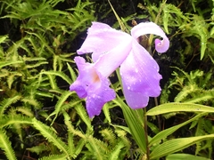 Sobralia macrantha