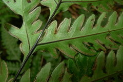 Pteris laevis