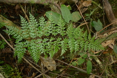 Asplenium laserpitiifolium