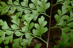 Asplenium laserpitiifolium