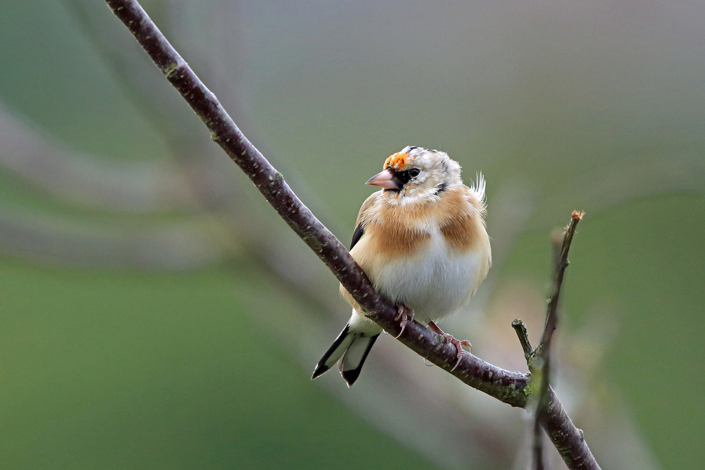 British Goldfinch