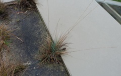 Festuca actae