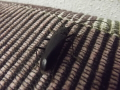 Derobrachus geminatus