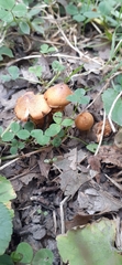 Cortinarius distans