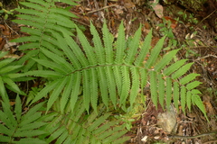 Sphaerostephanos heterocarpos