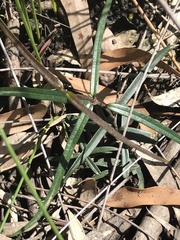 Parsonsia brownii
