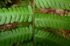 Sphaerostephanos heterocarpos