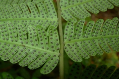 Sphaerostephanos heterocarpos