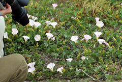 Calystegia macrostegia macrostegia